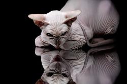 开云平台-从盛京到新奥尔良，当国王的疆域遇上锡安的绝对统治