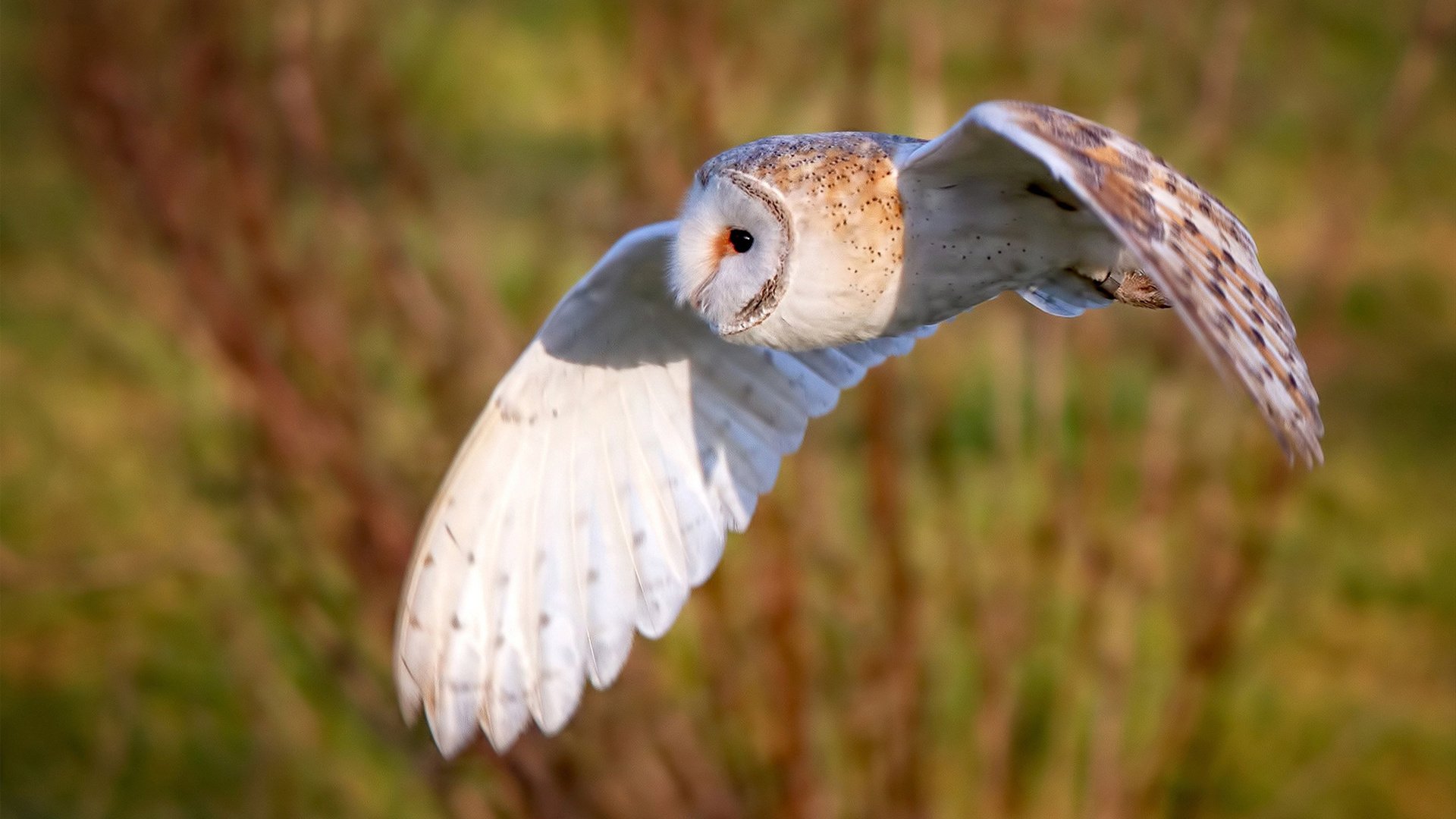 勇士铁壁锁绿军，爱德华兹逆境淬火成钢