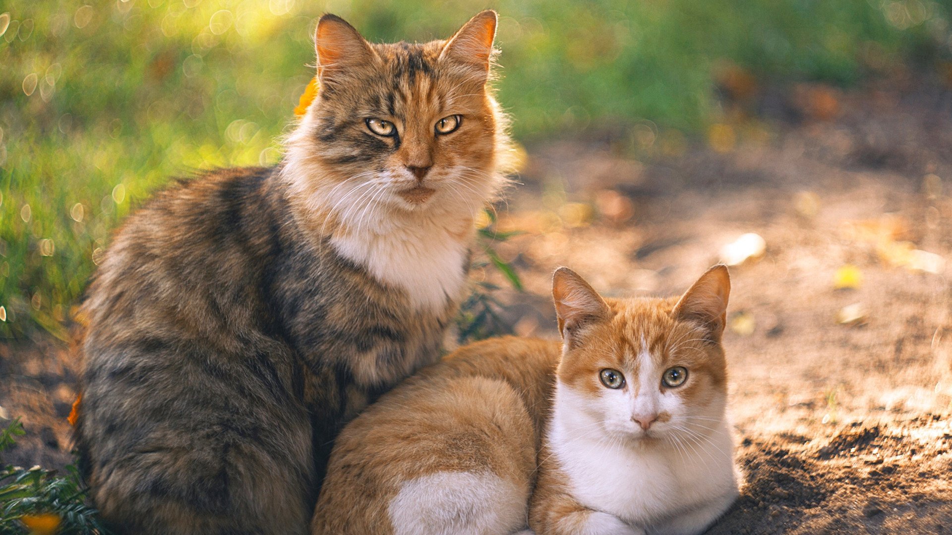 爱德华兹关键制胜一锤定音,华南虎展翅完胜辽宁飞豹